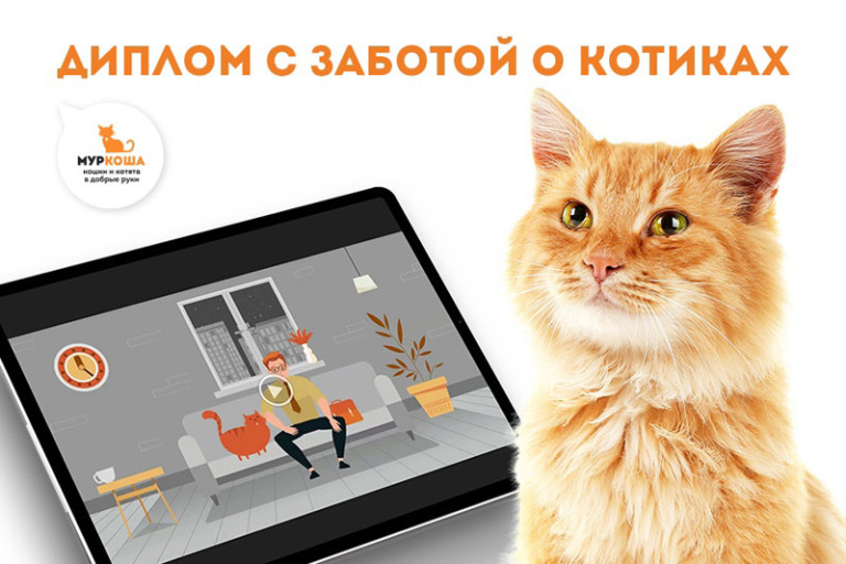 Дипломный ролик с заботой о котиках 