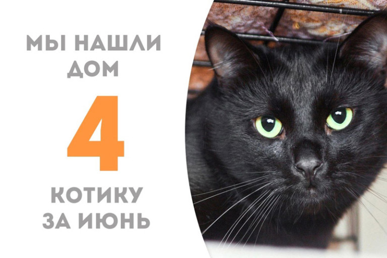 Котик Эванс начинает долгожданную домашнюю жизнь!