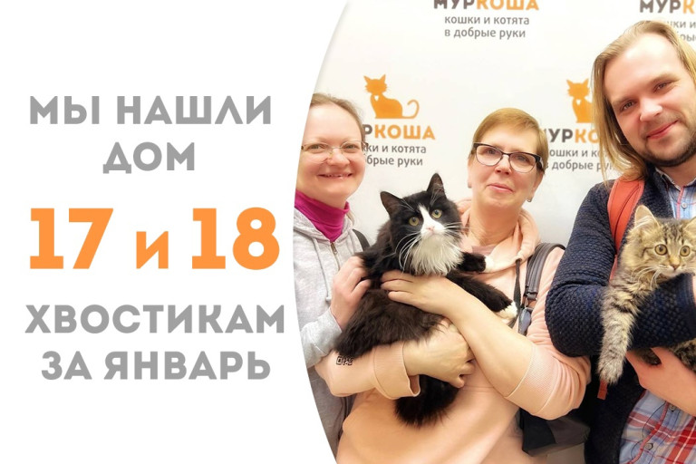 Котята Федерико и Форелька, проведя месяц с небольшим в приюте, уехали жить в одну семью!