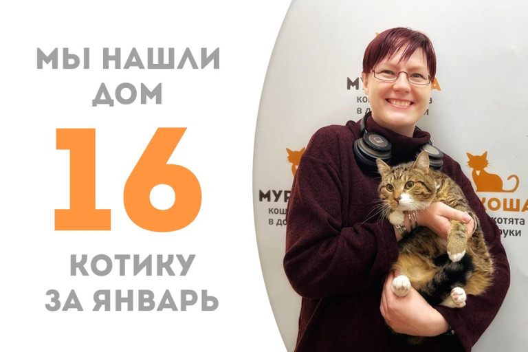 Девятимесячный котёнок Лорн в Рождество встретился с любящей хозяйкой и уехал домой!