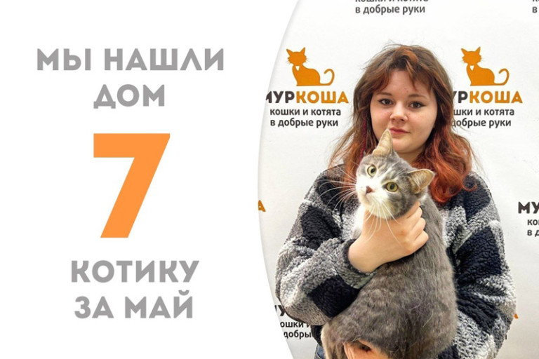 Котик Маркс рад представить свою чудесную хозяйку! | Новости приюта для  кошек Муркоша
