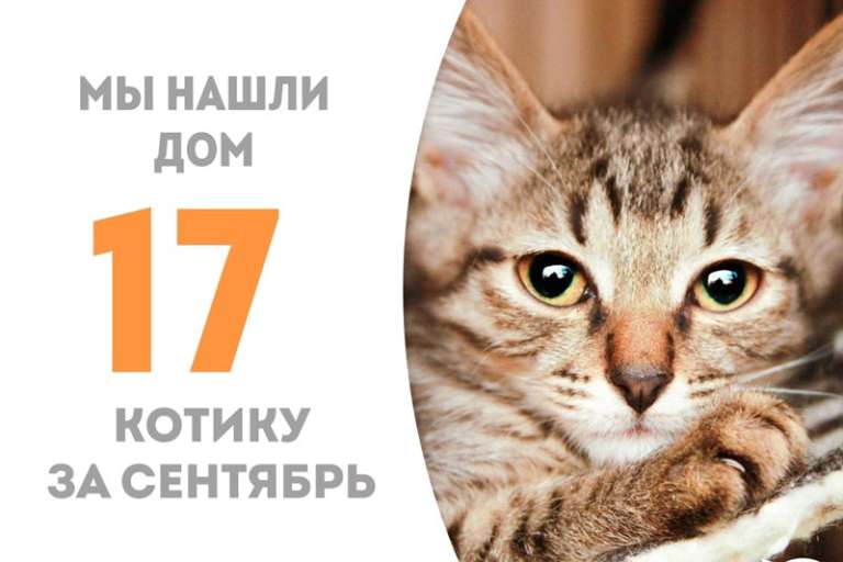 Мелкашик обрел семью, причём самую настоящую, где его с нетерпением ждёт наша выпускница Кикикука.
