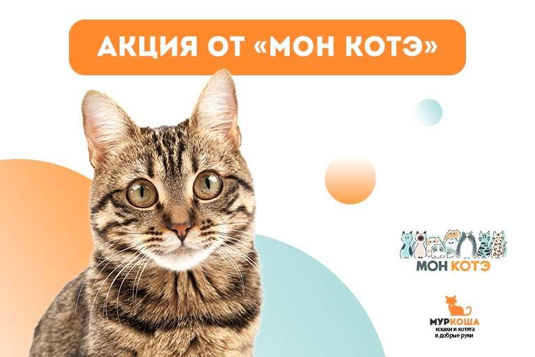 Акция от бренда "Мон котэ"