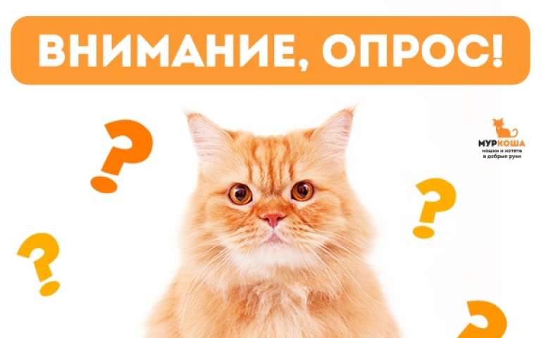 Внимание, опрос от "Муркоши"!