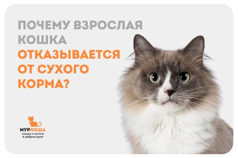 Причины отказа взрослой кошки от сухого корма