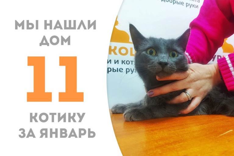 Котик Савушкин, проведя полтора месяца в приюте, уехал жить в Германию!
