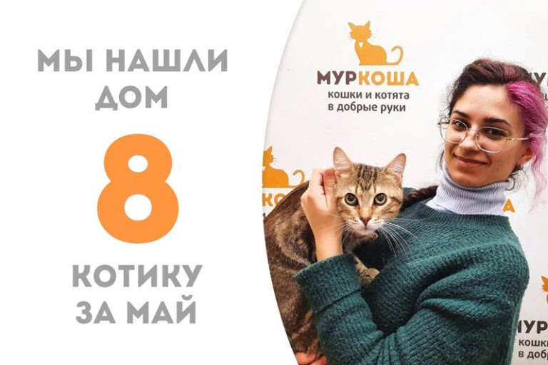 Кот Семен Семёныч обрёл домашнее счастье!
