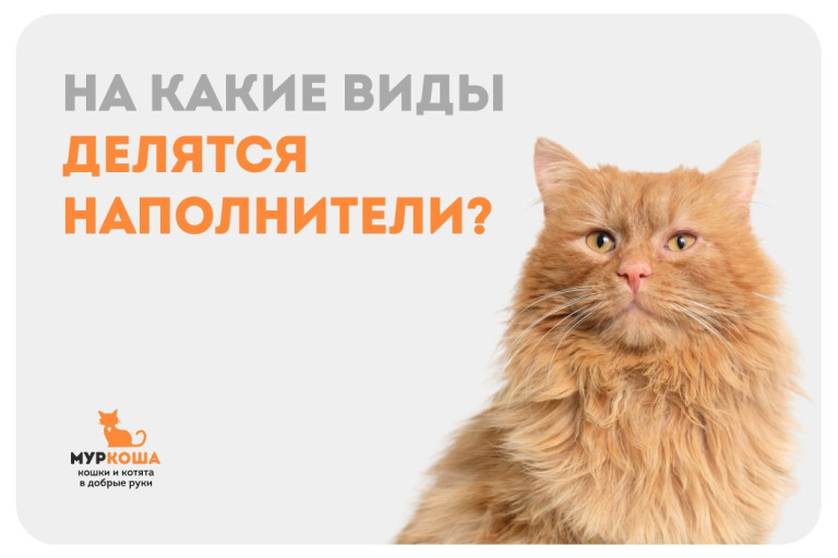 Что нужно знать при выборе наполнителя для кошачьего лотка