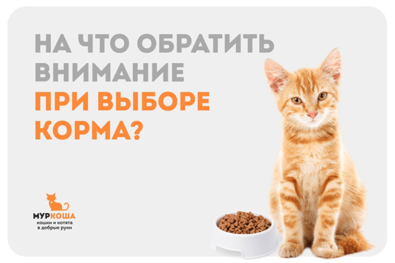 Выбор корма: на что обратить внимание