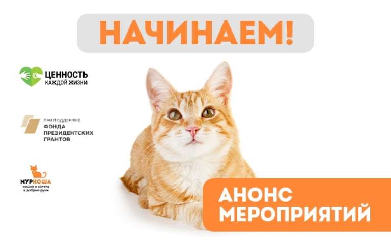 "Муркоша – делимся опытом и учимся вместе с вами!" Объявляем проект открытым!
