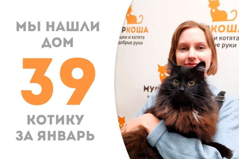Красавец Черномур встретил свою хозяйку, проведя два месяца в приюте!