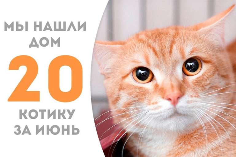 Леонель, проведя месяц в приюте, забил свой главный гол – стал домашним!