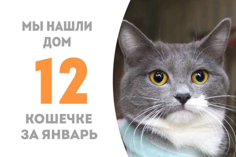 Шушанна становится домашней!