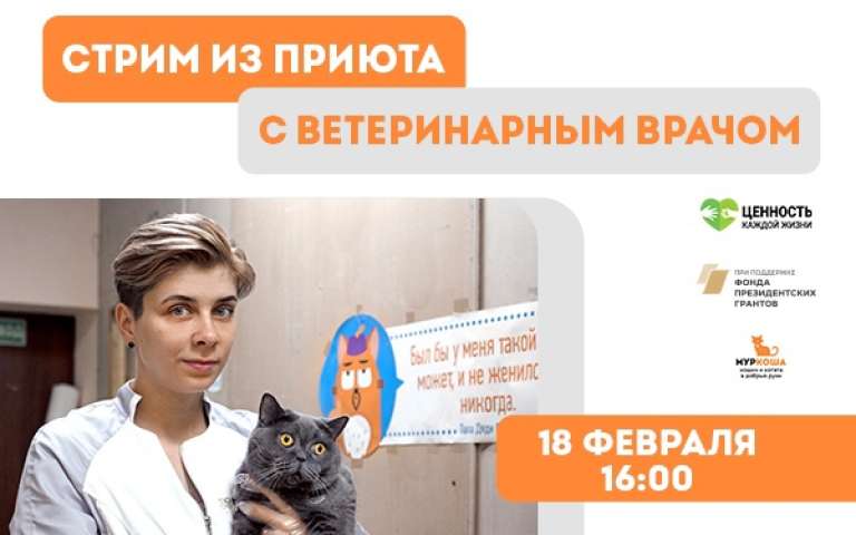 Стрим из "Муркоши" с ветеринарным врачом