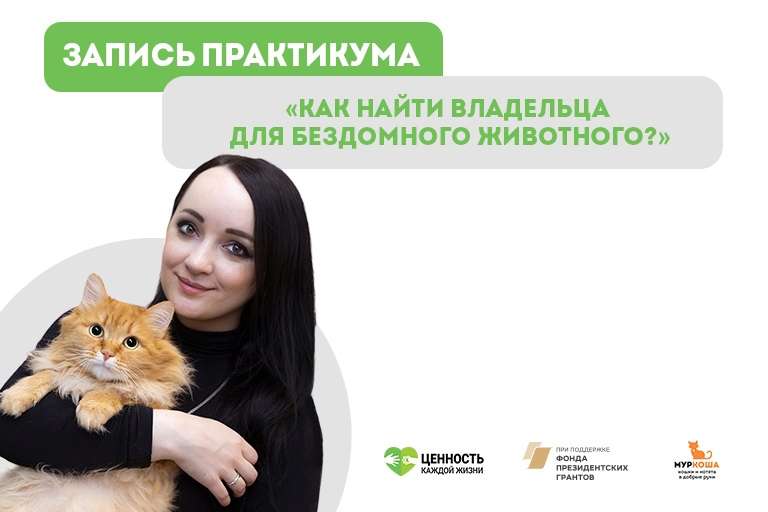 Запись вебинара "Как найти владельца для бездомного животного?"