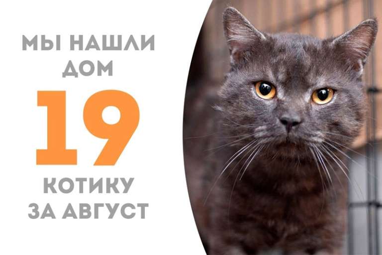 Не прошло и трех месяцев, а Жилкин стал домашним!