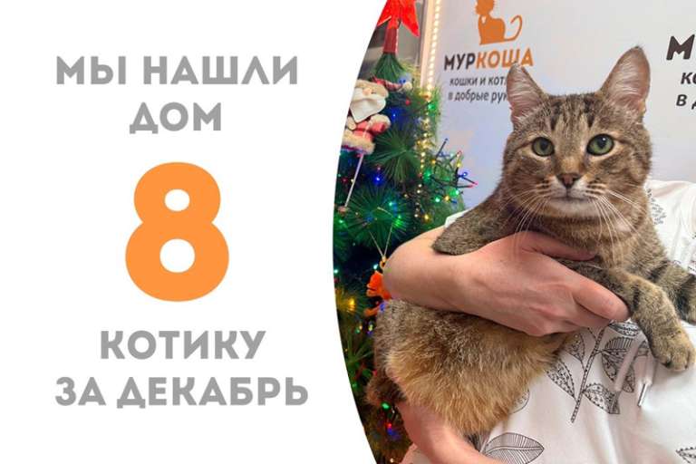 Кото-рыцарь Харитон нашел дом!