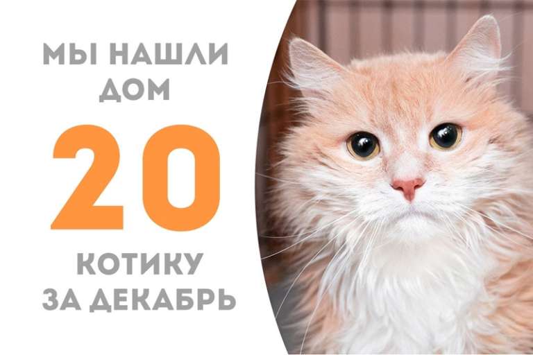 Рыжий Круиз теперь дома!