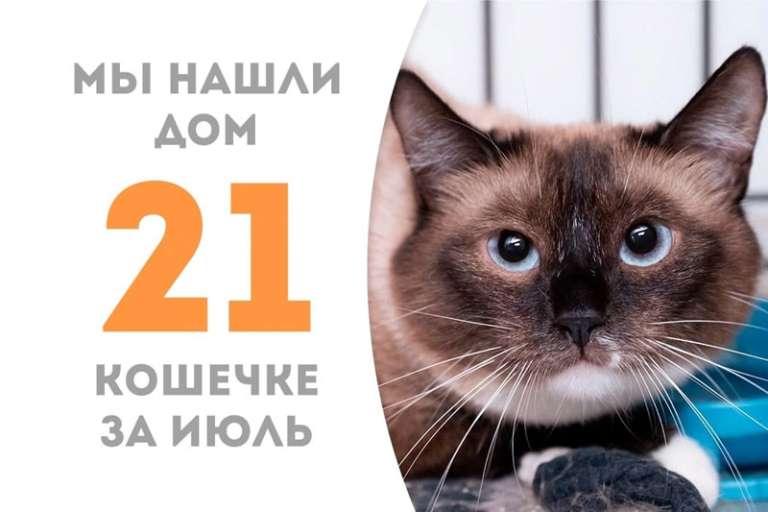 Голубоглазая Ланфир снова домашняя!