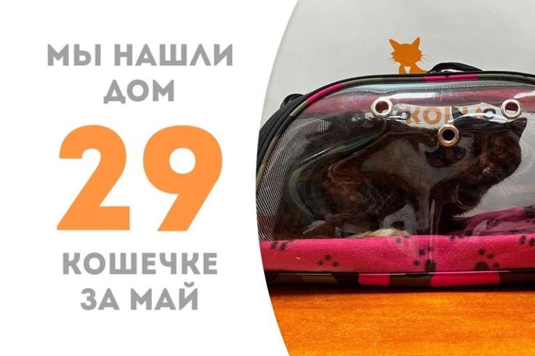 Кошечка Легенда отправилась в домашнюю жизнь!