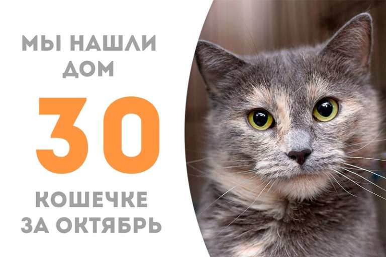 Грациозная Орнелла нашла дом!