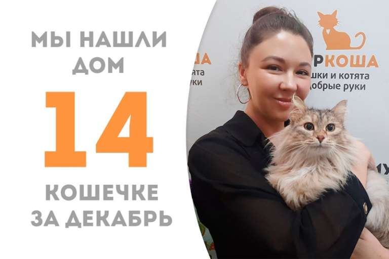 Кото-дива Симфония нашла дом!