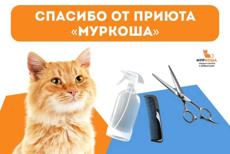 Спасибо Маркетплейсу iBT от приюта "Муркоша"