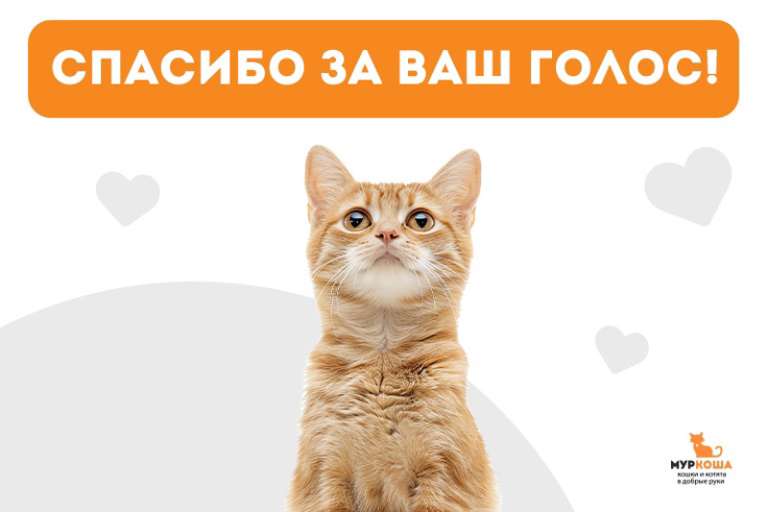 Муркошевцы, поддержите приют!