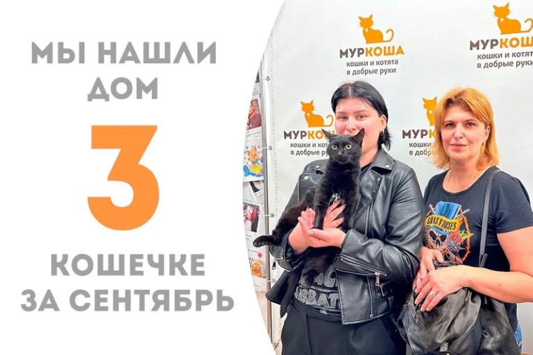 Таинственная кошечка Блэкмун стала домашней!