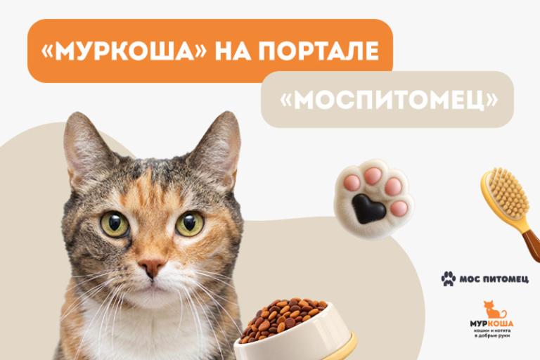 "Муркоша" – первый частный приют, который присоединился к сервису "Моспитомец"