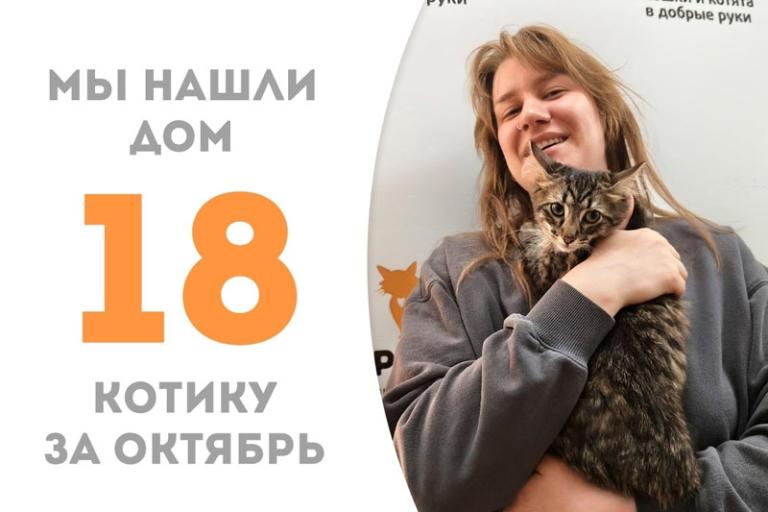 Судьба маленького котика Фрейда решилась невероятно быстро: спустя всего шесть дней пребывания в «Муркоше» он уехал в любящую семью!