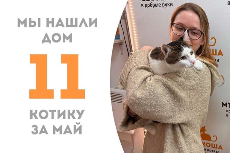Превосходный котёнок Абажур стал домашним любимцем!