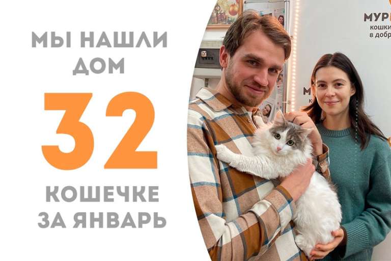 Умопомрачительная кошечка Поларис нашла дом!