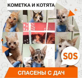 Кометка и котята