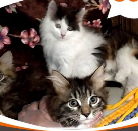 Котята-тучки