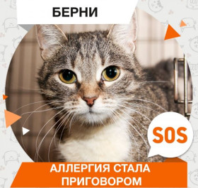 Долги!