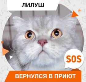 Лилуш