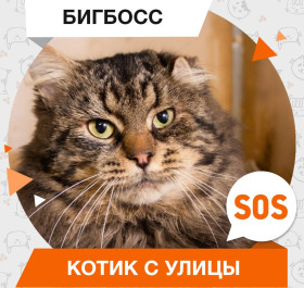 Бигбосс