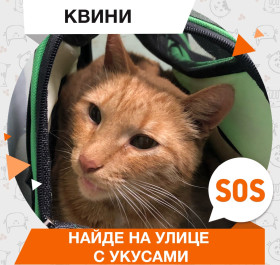 Квини