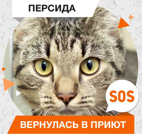 Персида
