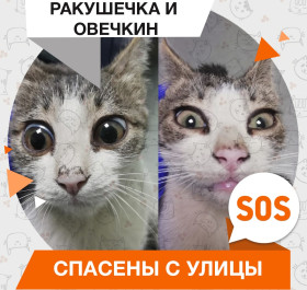 Ракушечка и Овечкин