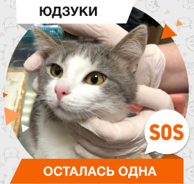 Юдзуки