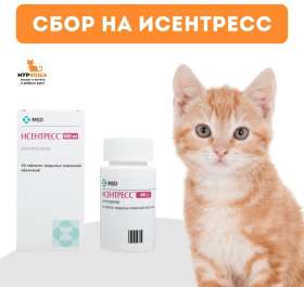 Исентресс