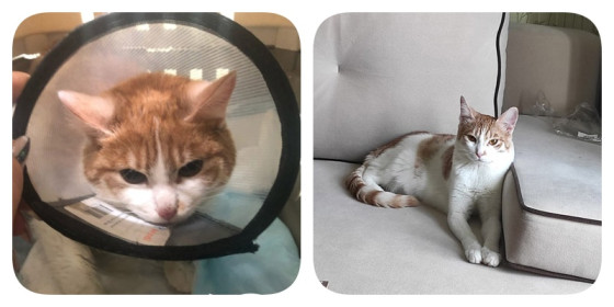 Котик Минор, для которого наконец-то заиграли мажорные ноты
