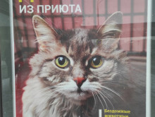 Время пушистых новостей