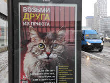 Время пушистых новостей