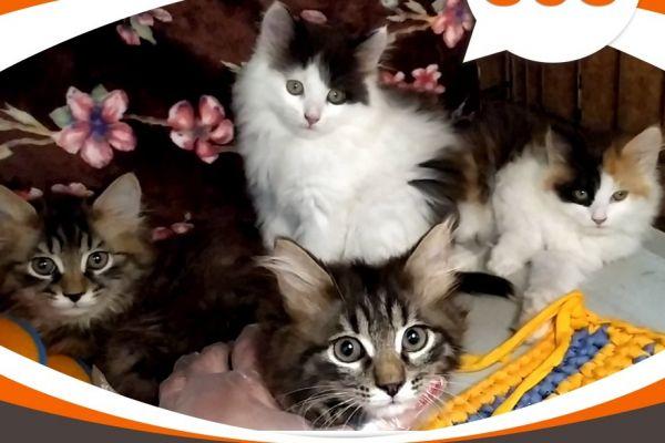 Котята-тучки