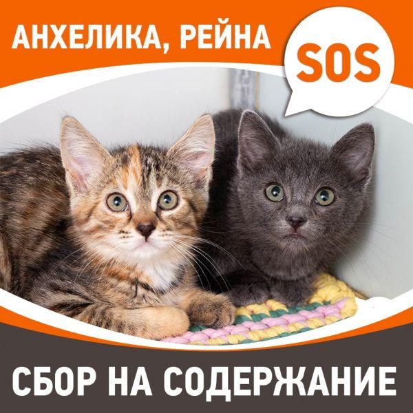 Анхелика, Рейна
