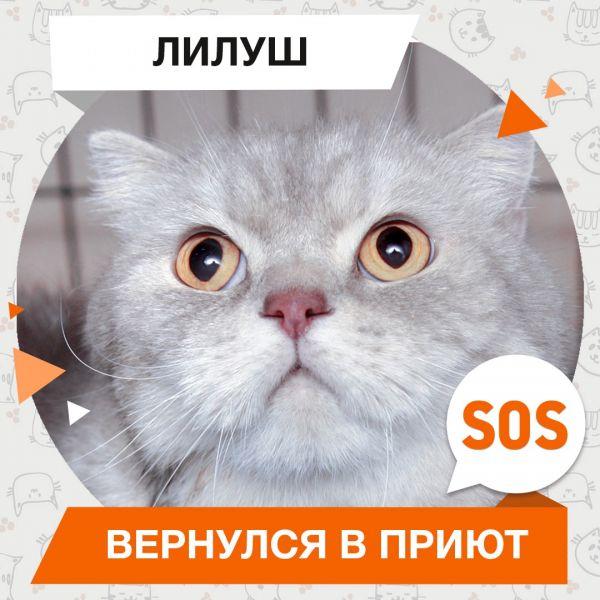 Лилуш