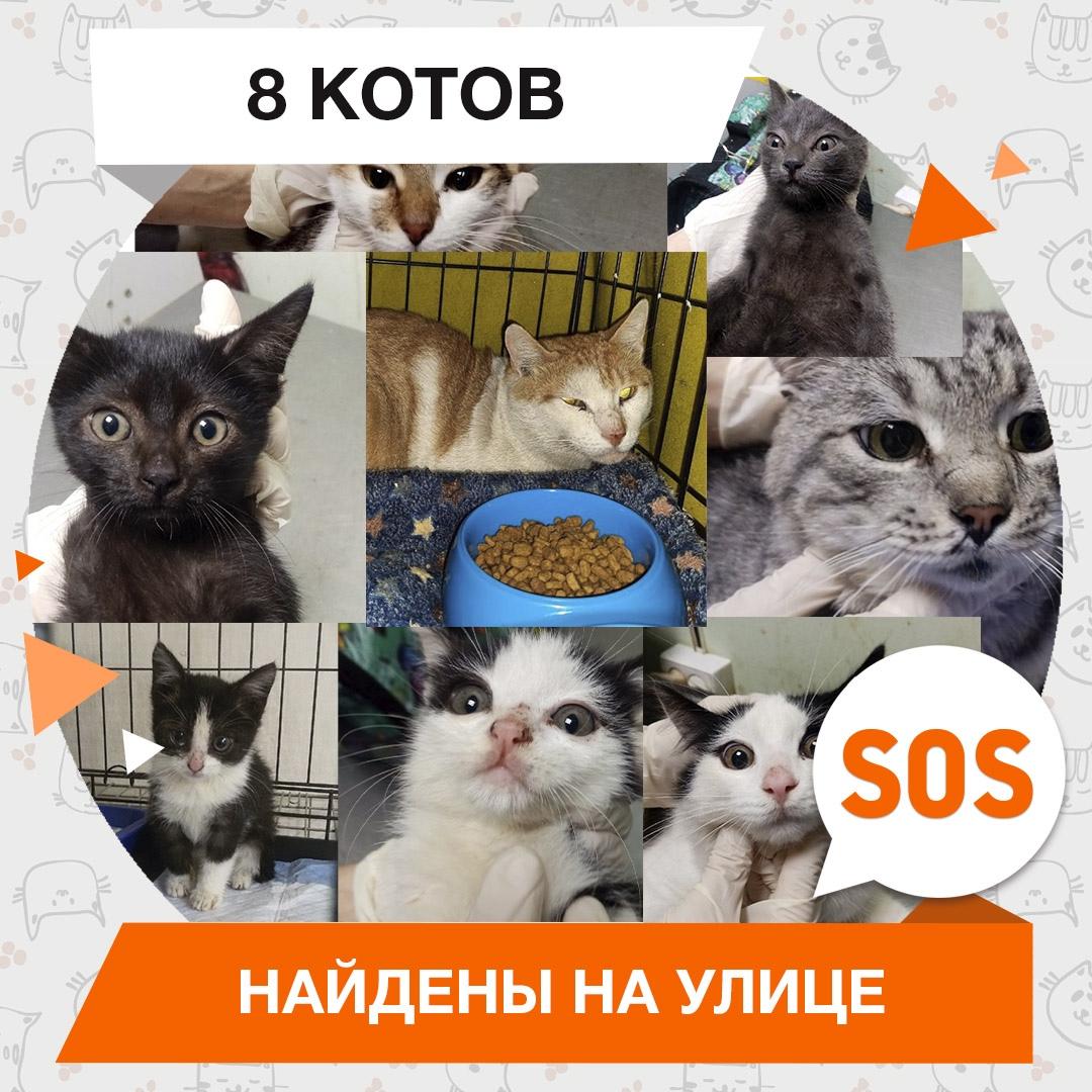 8 котов
